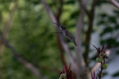 Hummingbird on Canna lily Hummingbird on Canna lily