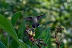 Hummingbird on Canna lily Hummingbird on Canna lily
