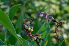 Hummingbird on Canna lily Hummingbird on Canna lily