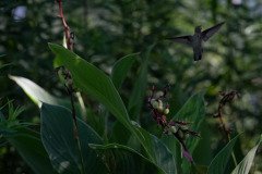 Hummingbird on Canna lily Hummingbird on Canna lily