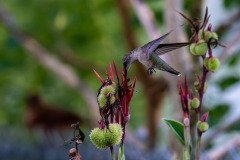 Hummingbird on Canna lily Hummingbird on Canna lily