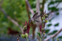 Hummingbird on Canna lily Hummingbird on Canna lily