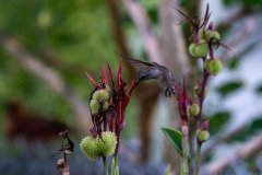 Hummingbird on Canna lily Hummingbird on Canna lily