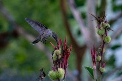 Hummingbird on Canna lily Hummingbird on Canna lily