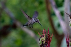 Hummingbird on Canna lily Hummingbird on Canna lily