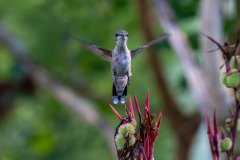 Hummingbird on Canna lily Hummingbird on Canna lily