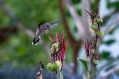 Hummingbird on Canna lily Hummingbird on Canna lily