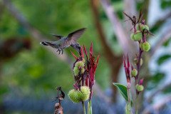 Hummingbird on Canna lily Hummingbird on Canna lily