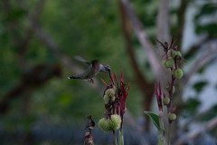 Hummingbird on Canna lily Hummingbird on Canna lily