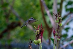 Hummingbird on Canna lily Hummingbird on Canna lily