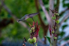 Hummingbird on Canna lily Hummingbird on Canna lily