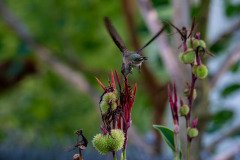 Hummingbird on Canna lilyF Hummingbird on Canna lilyF