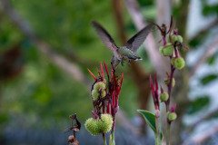 Hummingbird on Canna lily Hummingbird on Canna lily