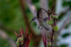 Hummingbird on Canna lily Hummingbird on Canna lily
