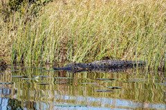 DSC_0098 DSC_0098