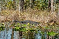 DSC_0111 DSC_0111