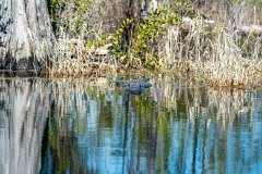 DSC_0117 DSC_0117