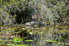 DSC_0234 DSC_0234
