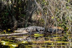DSC_0239 DSC_0239