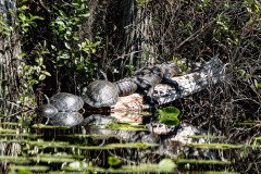 Small alligator and large turtles Small alligator and large turtles