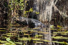 DSC_0333 DSC_0333