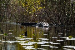 DSC_0345 DSC_0345