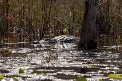 DSC_0372 DSC_0372