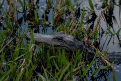DSC_0410 DSC_0410