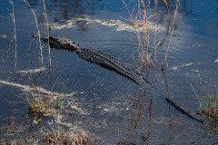 DSC_0517 DSC_0517