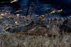 DSC_0549 DSC_0549