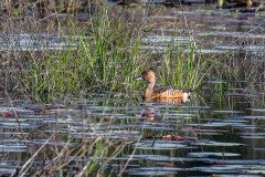 Fulvous Whistling-Duck (Dendrocygna bicolor) Fulvous Whistling-Duck (Dendrocygna bicolor)