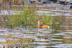 Fulvous Whistling-Duck (Dendrocygna bicolor) Fulvous Whistling-Duck (Dendrocygna bicolor)