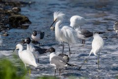 Snowy Egrets and Laughing Gulls Snowy Egrets and Laughing Gulls