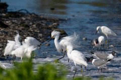 Snowy Egrets and Laughing Gulls Snowy Egrets and Laughing Gulls