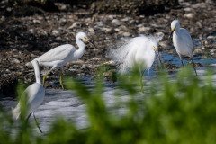 Snowy Egrets Snowy Egrets