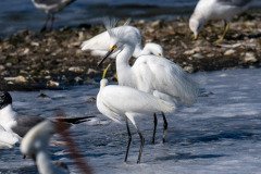 Snowy Egrets and Laughing Gulls Snowy Egrets and Laughing Gulls