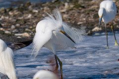 Snowy Egrets Snowy Egrets