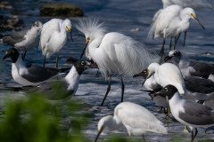 Snowy Egrets and Laughing Gulls Snowy Egrets and Laughing Gulls