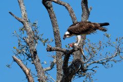 Osprey with fish meal Osprey with fish meal
