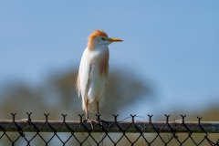 Cattle Egret Cattle Egret