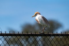 Cattle Egret Cattle Egret