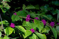 American beautyberry (Callicarpa americana) - Patty's Favorite American beautyberry (Callicarpa americana) - Patty's Favorite