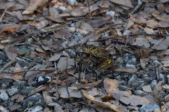 two Eastern Lubber Grasshoppers (Romalea microptera) mating. two Eastern Lubber Grasshoppers (Romalea microptera) mating.