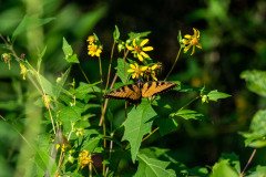 Eastern Tiger Swallowtail butterfly (Papilio glaucus) Eastern Tiger Swallowtail butterfly (Papilio glaucus)