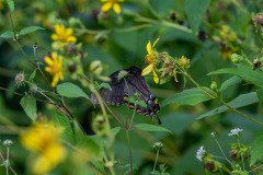 Pipevine Swallowtail butterfly (Battus philenor). Pipevine Swallowtail butterfly (Battus philenor).