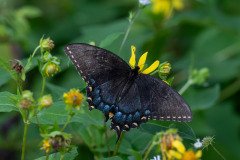 dark morph female Eastern Tiger Swallowtail butterfly ( Papilio glaucus ). dark morph female Eastern Tiger Swallowtail butterfly ( Papilio glaucus ).
