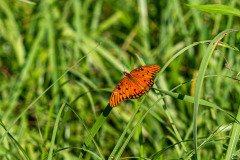 Gulf Fritillary butterfly (Agraulis vanillae) Gulf Fritillary butterfly (Agraulis vanillae)