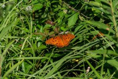Gulf Fritillary butterfly (Agraulis vanillae) Gulf Fritillary butterfly (Agraulis vanillae)