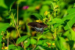 Spicebush Swallowtail butterfly (Papilio troilus) Spicebush Swallowtail butterfly (Papilio troilus)