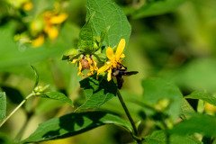 likely an American Bumblebee (Bombus pensylvanicus) likely an American Bumblebee (Bombus pensylvanicus)